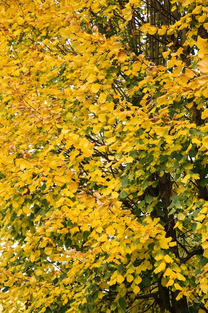 Takken van gele herfstbladeren in het park