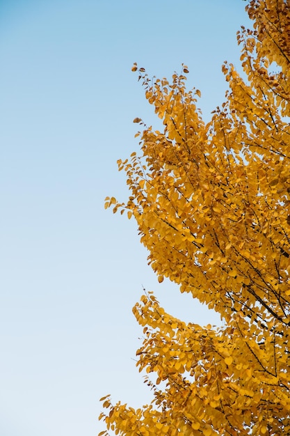 Takken van gele herfstbladeren in park met kopieerruimte op blauwe lucht