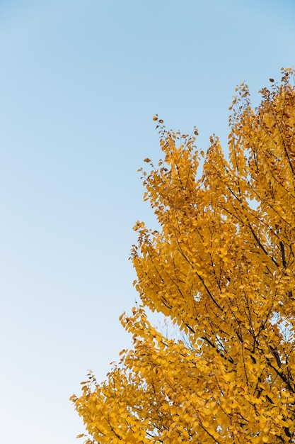 Takken van gele herfstbladeren in park met kopieerruimte op blauwe lucht