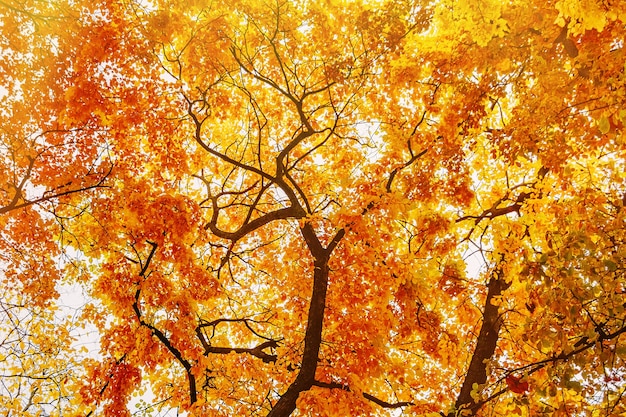 Takken van herfst gele bomen