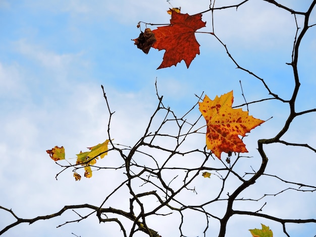 Foto takken van herfstachtige droge esdoornbladeren tegen blauwe hemel