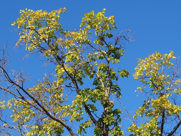 takken van herfstbomen tegen de blauwe lucht