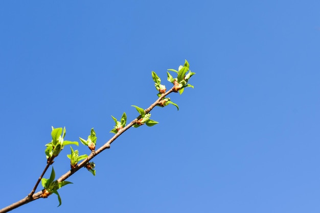 Takken van jonge groene bladeren en knoppen op een achtergrond van blauwe lucht Lente bladeren Plaats voor een inscriptie Voor ansichtkaarten