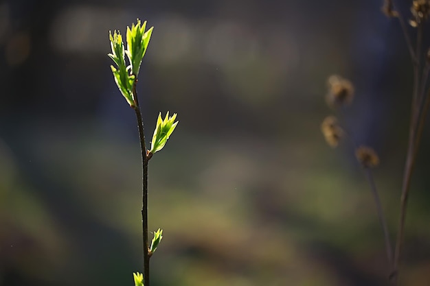 takken van jonge groene bladeren en knoppen, seizoensgebonden achtergrond, april maart landschap in het bos