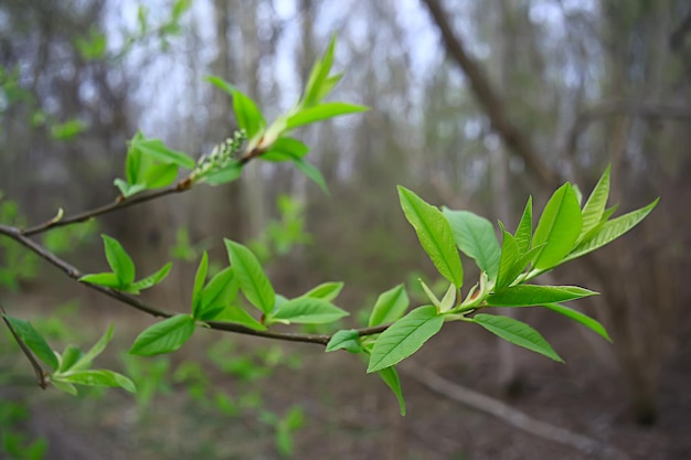 takken van jonge groene bladeren en knoppen, seizoensgebonden achtergrond, april maart landschap in het bos