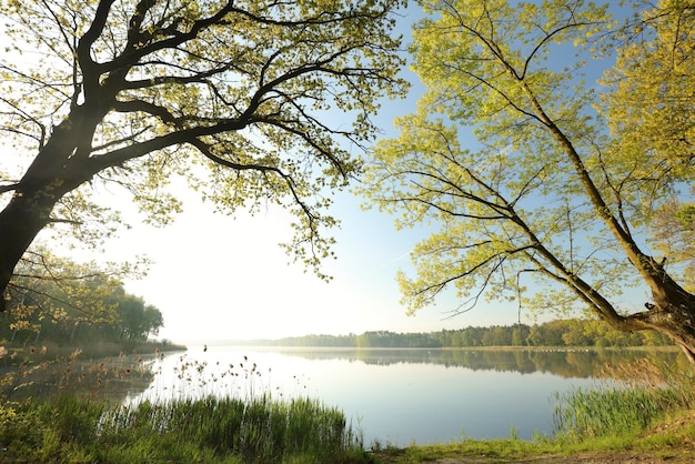 Takken van lenteeiken tegen het meer in de ochtend