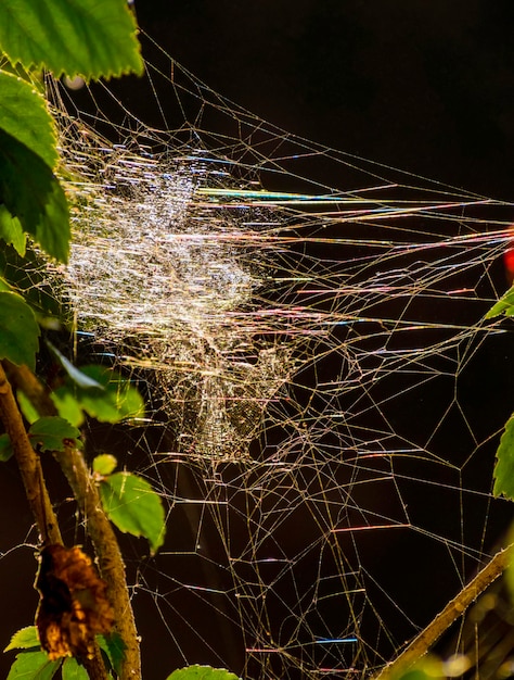 Takken van planten gevlochten door dichte spinnenwebben