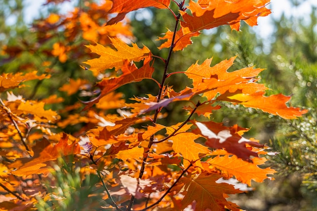 Takken van rode eik met rode bladeren op wazige groene achtergrond van het bos Zonnige herfstdag