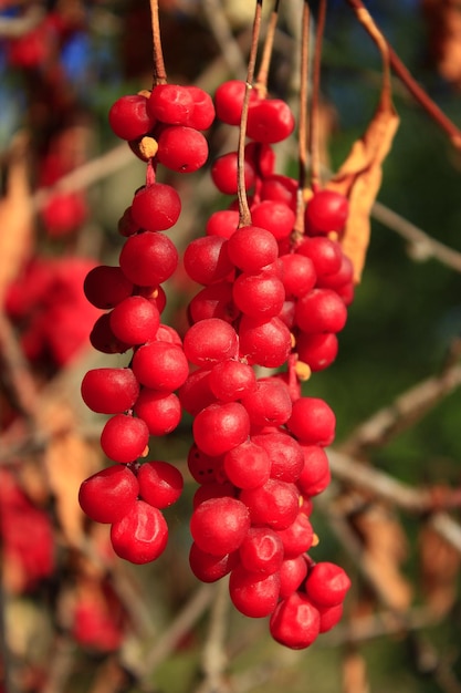 takken van rode en rijpe schisandra in de tuin