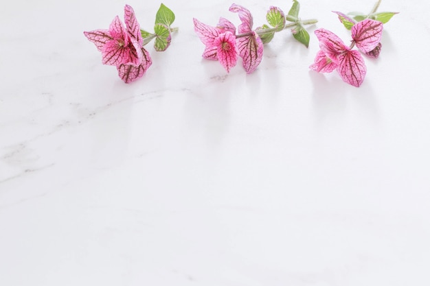 Takken van roze decoratieve salie op witte marmeren achtergrond