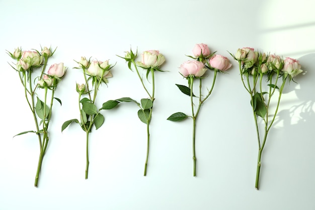 Takken van roze rozen op wit