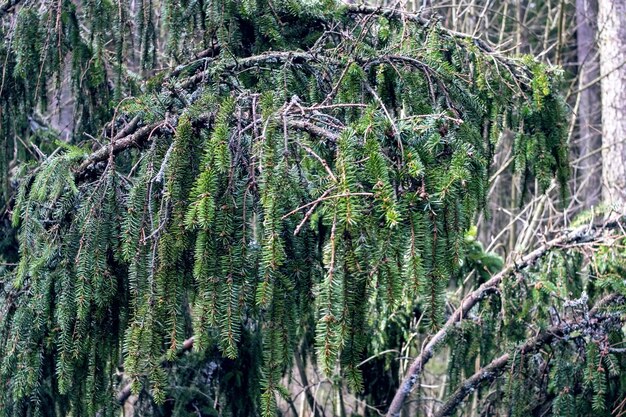 Takken van sparren liggen op de grond in het bos