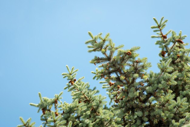 Takken van sparren met kegels tegen heldere blauwe hemel.