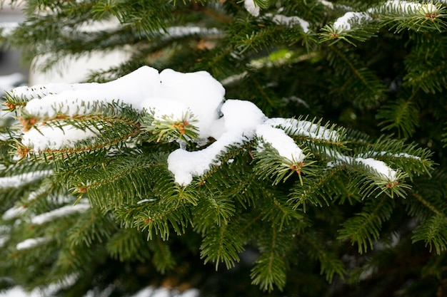 Takken van sparren of dennen bedekt met sneeuw Winter achtergrond New Year's natuurlijke achtergrond Kerst achtergrond