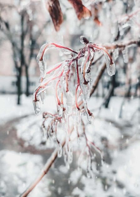 Takken van struik bedekt met ijs na regen in vorst in de winter close-up bevroren planten na ijzige regen