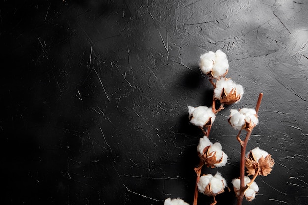 Takken van witte pluizige katoenen bloemen op donkere zwarte steenachtergrond