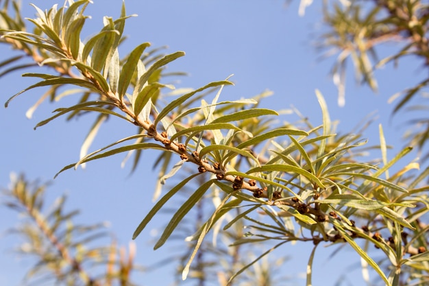 Takken van zeedoornboom in de late herfst