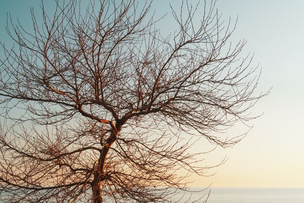 Takken zonder bladeren van een sierlijke boom tegen de achtergrond van een blauwe avondrood