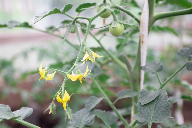 Taktomaten met bloemen in de serre. tomaat bloeiende plant.