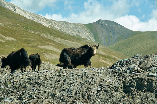 タルディク峠、3615 m、パミールハイウェイ、キルギスタン、ヤクの放牧
