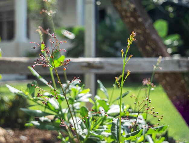 Foto talinum paniculatum kruidenplanten zijn gemakkelijk te kweken overal ik nam deze foto overdag