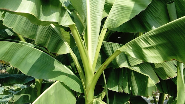 広い緑の葉を持つ背の高いバナナの木の植物そよ風に揺れるいくつかの葉を持つトランク暑い晴れた熱帯の日