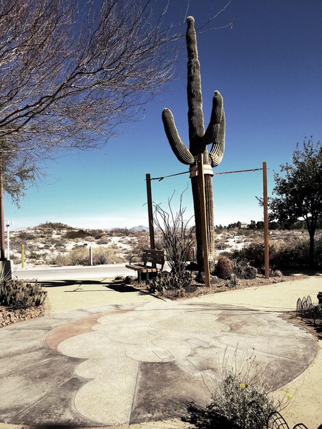 Foto cactus alti sul campo contro il cielo