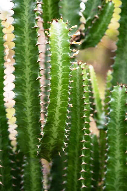 背の高いサボテン 大きなサボテン植物のグループ