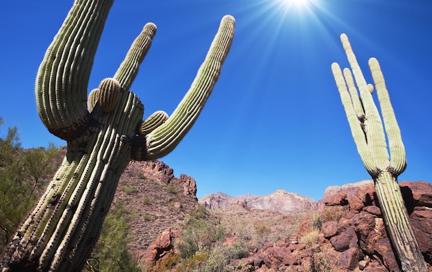 tall cactus in Saguaro NPUSA