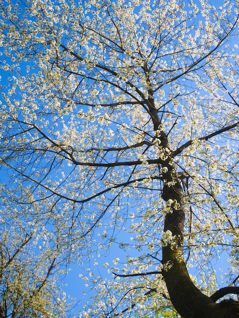 Высокое вишневое дерево, цветущее весной