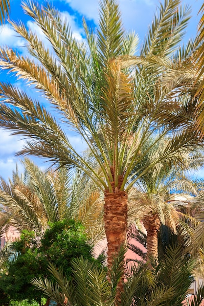 Tall date palm tree in the garden