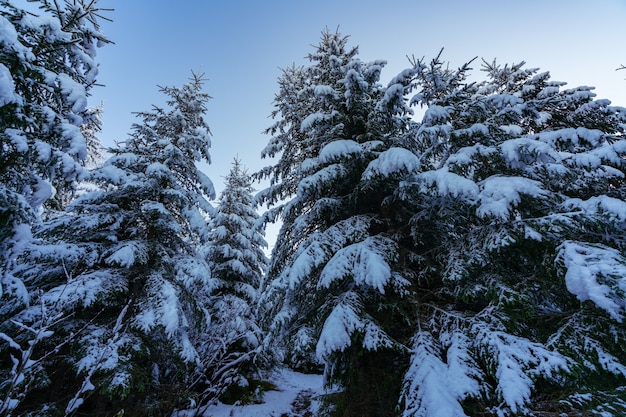 曇りの冬の霧の日に、背の高い密集した古いトウヒの木が山の雪の斜面に生えています。冬の森と保護区の美しさの概念