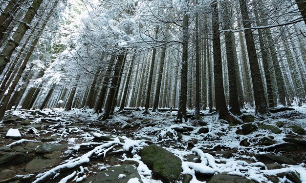 曇りの冬の霧の日に、背の高い密集した古いトウヒの木が山の雪の斜面に生えています。冬の森と保護区の美しさの概念