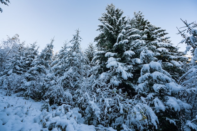 Tall dense old spruce trees grow on a snowy slope in the mountains on a cloudy winter foggy day