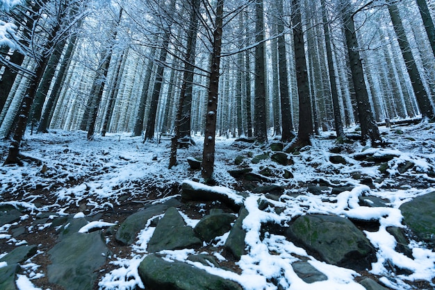 키가 크고 조밀 한 오래된 가문비 나무는 흐린 겨울 안개가 자욱한 날에 산의 눈 덮인 경사면에서 자랍니다.