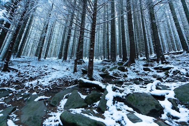 Tall dense old spruce trees grow on a snowy slope in the mountains on a cloudy winter foggy day