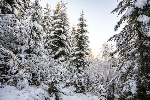 Tall dense old spruce trees grow on a snowy slope