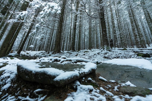 Tall dense old spruce trees grow on a snowy slope