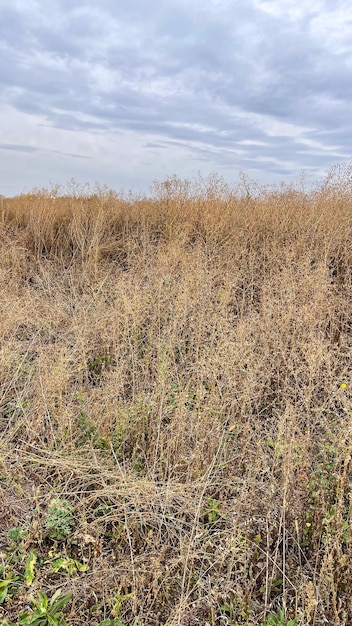 tall dry weeds in a farm field