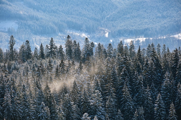 Foto alti pini sempreverdi durante abbondanti nevicate nella foresta di montagna invernale in una fredda giornata luminosa.