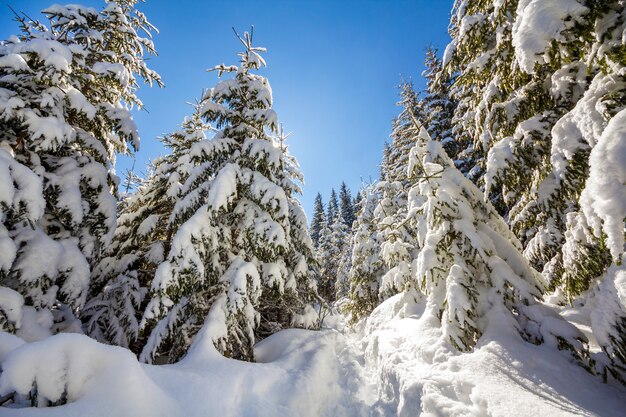 深い雪に覆われた背の高いモミの木