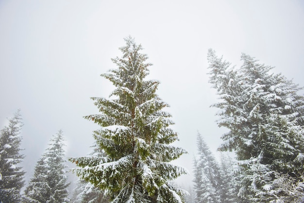 Tall fir trees covered with snow landscape