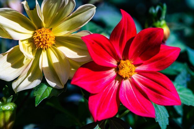 Photo tall gold and burgundy coreopsis tinctoria wildflowers