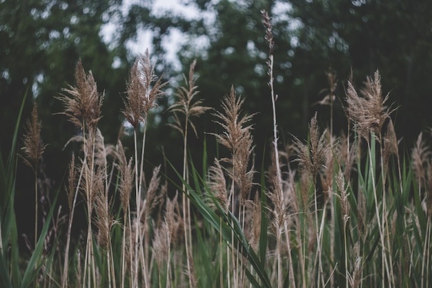 写真 背の高い草の背景