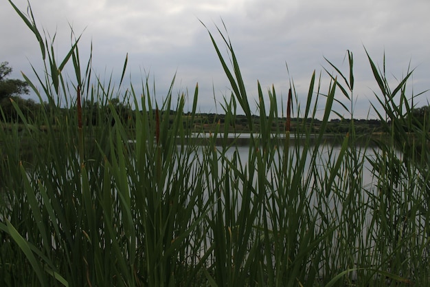 A tall grass next to a body of water