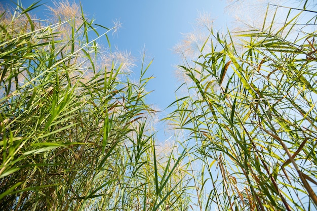 写真 青い空とフィールドの背の高い草低木植物晴れた日の夏の牧草地の風景