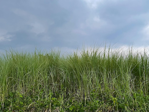 Фото Высокая трава в бурных серых облаках
