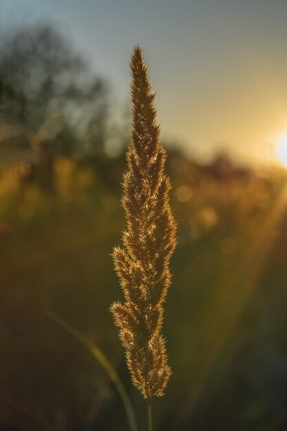 Tall grass in the outline of the setting sun Golden hour