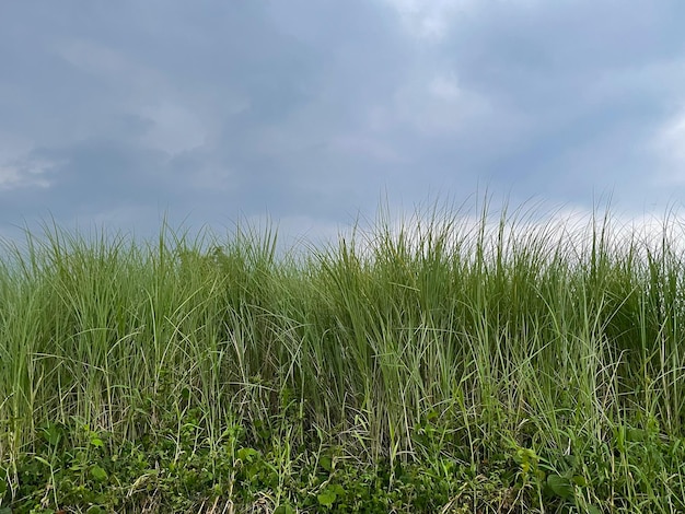 嵐の灰色の雲の中の背の高い草