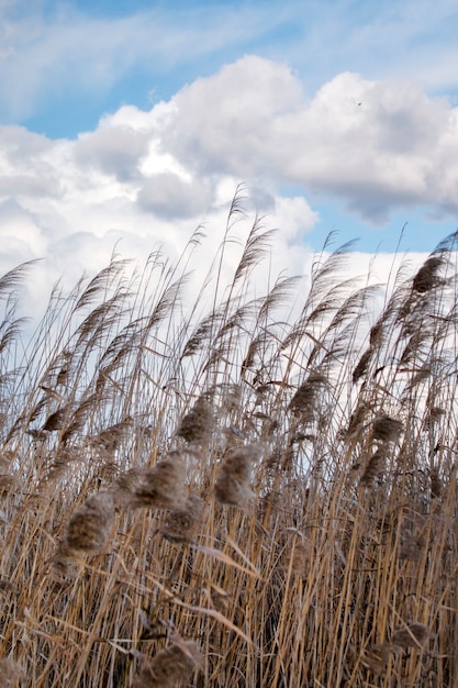 Tall grass in the swamps